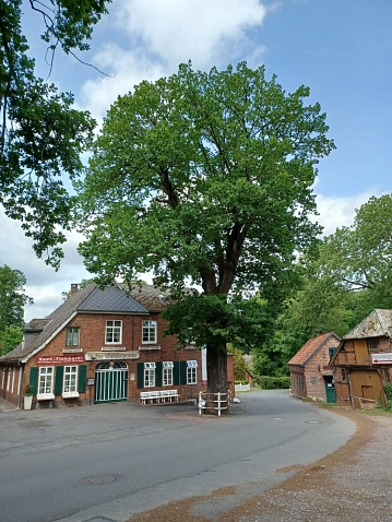 Baum&nbsp;&copy;&nbsp;Gemeinde Schwanewede